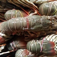 Udang Lobster Laut Segar 1Kg Udang Lobster Fresh Dan BERGARANSI ADA