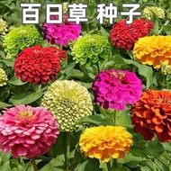 【多西多】矮生百日草種子菊花開花不斷花期超長懶人好養種植簡單陽臺庭院