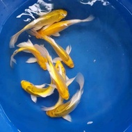 paket ikan koi slayer kuning / ogon size 10cm / 20ekor