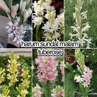 Bulb Tuberose / bawang bunga harum sundal malam
