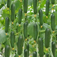 Sweet Gherkin Cucumber 50 seeds (not live plants)