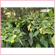☃ ∏ ☂ Habanero Plant Habanero Chili