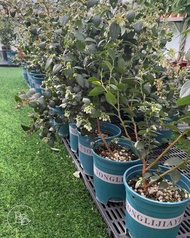Bangkok Botanics - ต้นไม้นำเข้า ดูแลง่ายพร้อมส่ง ต้นบลูเบอร์รี่ Blueberry Rabbiteye สายพันธุ์เขตร้อน