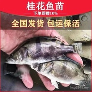 Get Started Fish Fry Osmanthus Betta Fry Fry Fry Yaban Aquaculture Package Osmanthus Fry Fry Freshwa