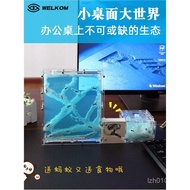 Ant Ecological Large Nest Ant Box Ant Nest Homeland Castle Ant Nest Ant Nest