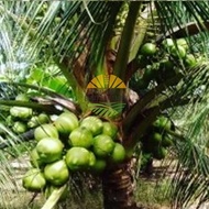 Bibit kelapa hibrida / kelapa ijo