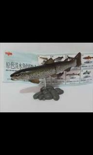 Yujin 原色淡水魚圖鑑 I No.06 Hucho perryi