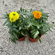 🔥OUTDOOR🔥 POKOK MARIGOLD / Dwarf Marigold Tree / Bunga Taik Ayam / Tagetes / Orange / Yellow / 150mm
