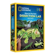 National Geographic Gecko Dissection Lab ของเล่น ผ่าจิ้งจกจำลอง เรืองแสง มากับเครื่องมือ ใช้ง่าย