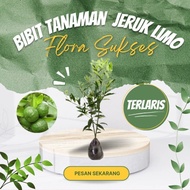 ASLI!!! BIBIT TANAMAN POHON JERUK LIMO BIBIT JERUK SAMBAL BIBIT JERUK