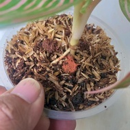 Promo Baby Aglonema Golden Hope / Bibit Aglonema Golden Hope Anakan