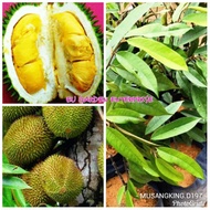 Pokok Buah Durian Musang King (D197) HYBRID Tinggi 1-3ft