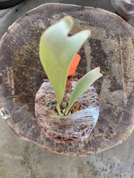 鹿角蕨—深綠園藝種—側芽-3吋盆
