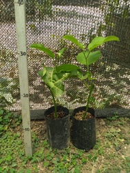 bibit markisa panama red varietas unggul markisa manis