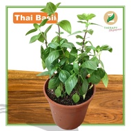 ֍Local Seller֍ Thai Basil / Real Outdoor Herb Plant