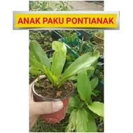 Anak pokok paku langsuir bird nest