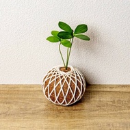 苔球植物 墨西哥鐵樹苔球 苔玉 禮物 送禮 桌上盆栽