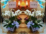 【歐式綠坊花苑】【gtco318】5株蝴蝶蘭盆景(桌上型/1對2盆)~靈堂蘭花/安靈桌蘭花~配送龍潭區/大溪區/三峽區
