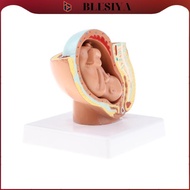 [Blesiya] 9th Month Fetus/Foetus   Models Human Fetal Development Model Lab Supplies Educative
