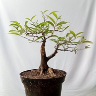 pohon bonsai kiperak lokal/silverberry