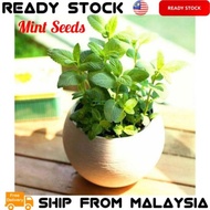 1 Pack Mint Seeds Bonsai Potted Plants Herb Green Mint Mentha Viridis Garden