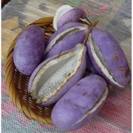 pokok buah akebi pepel