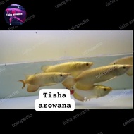 arwana golden crossback 24k gold head malaysia