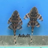L397 tiger pleco 2-4cm live fresh water live fish