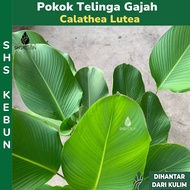 Calathea Lutea Pokok Besar Pokok Telinga Gajah Pokok Hiasan   Live Plant SHS Kebun