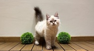 kucing himalaya ragdoll munchkin