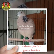 burung tekukur jantan gacor kuk 2 special mewah