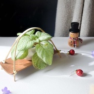 喜蔭花'冰山' 丨室內植栽丨辦公室植栽丨療癒小物丨送禮丨