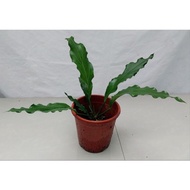 ♞,♘,♙Anthurium plowmanii ( Wave of Love Anthurium Plant )