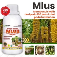 [BEST SELLER] Racun kulat untuk Pokok Pisang - MULUS