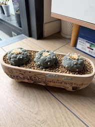 搬屋清位‼️ 銀冠玉 魚🐟 塊根 仙人球 家居植物 鐵樹 枝幹 🎁 送 油點百合小苗
