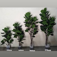 🌴 Fiddle Fig Premium 🌴
