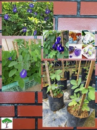 SJH - Anak pokok bunga telang ramuan nasi kerabu / Butterfly Pea / 蓝花 [Real Plant/Live Plant/Bunga Hidup]