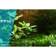 [Fish Grass Garden] Brazilian Pine Nuts 1 Plant Heat-Resistant Medium Shot