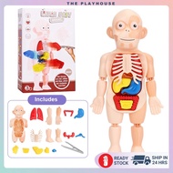 Kids Human Body Model Science Learning Toy STEM Teaching Human Body Anatomy Model Educational