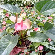 Anak Pokok Bunga Anthurium Merah Jambu Dah Berbunga Pink Anthurium Live Pot Plants Pokok Bunga Hiasan Pokok Bunga Hidup