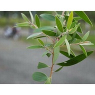 bibit kayu putih / bibit kayu putih