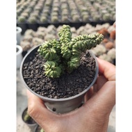 Euphorbia enopla kristata