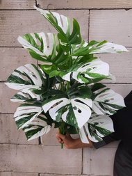 TANAMAN HIAS ARTIFICIAL MONSTERA VARIEGATA 18 CABANG/TANAMAN MONSTERA VARIEGATA PALSU/MONSTERA VARIEGATA PLASTIK