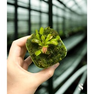 Dionaea Muscipula "Fuzzy Teeth", Carnivorous Plant, Terrarium, Paludarium, Vivarium, Garden, Live Pl