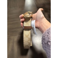 (US Readystock) Tali Pinggang C.SigBuckle Belt, 38mm in Light Saddle (CA253)