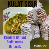 Ready stock Kulat Sisir/kulat kukur