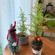 線上課程材料包_野地聖誕小樹苔球