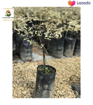 Bucida Putih / Busida Putih / Pokok Doa / Pokok Tadah Langit - Bucida Putih (Busida Putih) - An Eleg