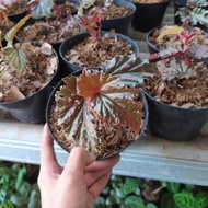 tanqn hias begonia Rex walet - begonia merah