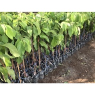 Anak Pokok Nona Hybrid “Cepat Berbuah”